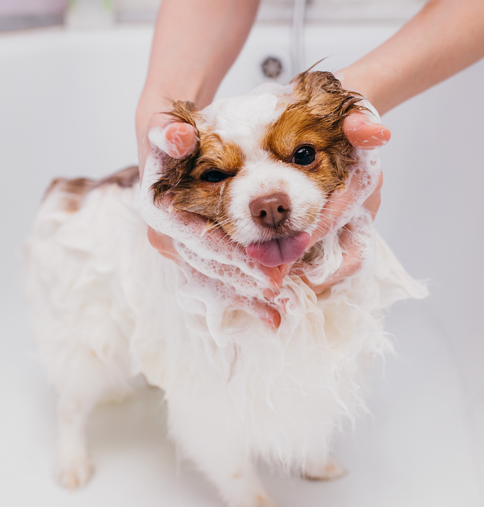 PawSpa