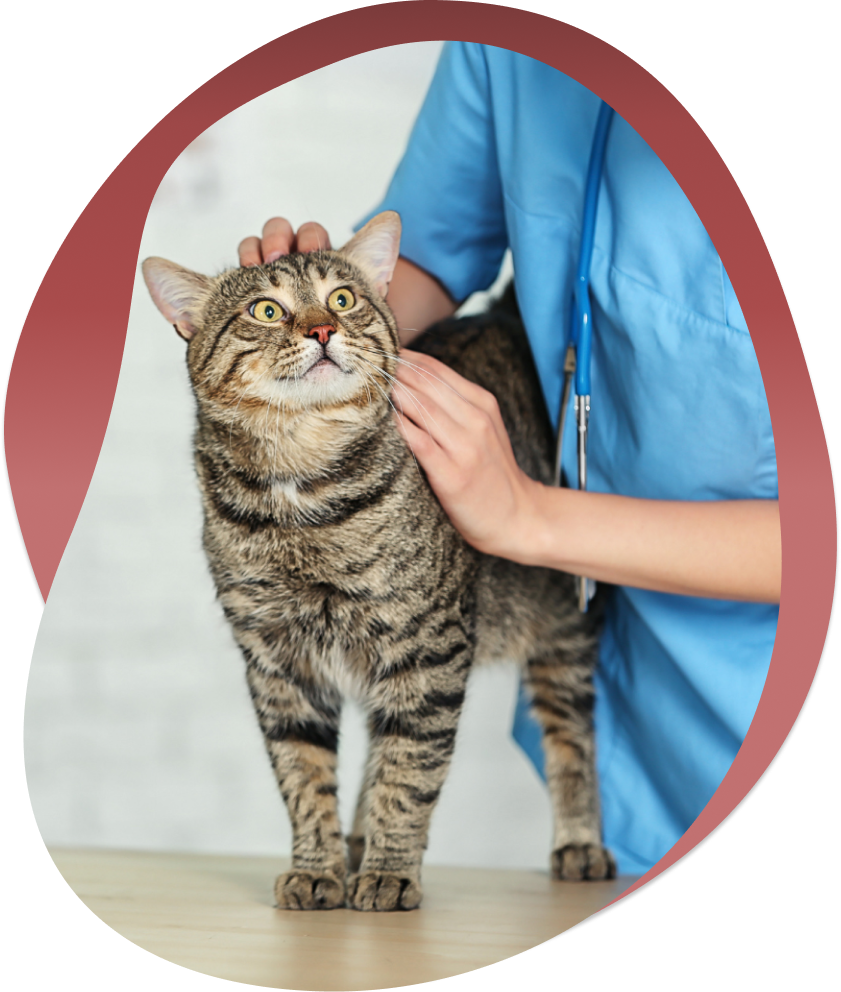 cat-therapyy