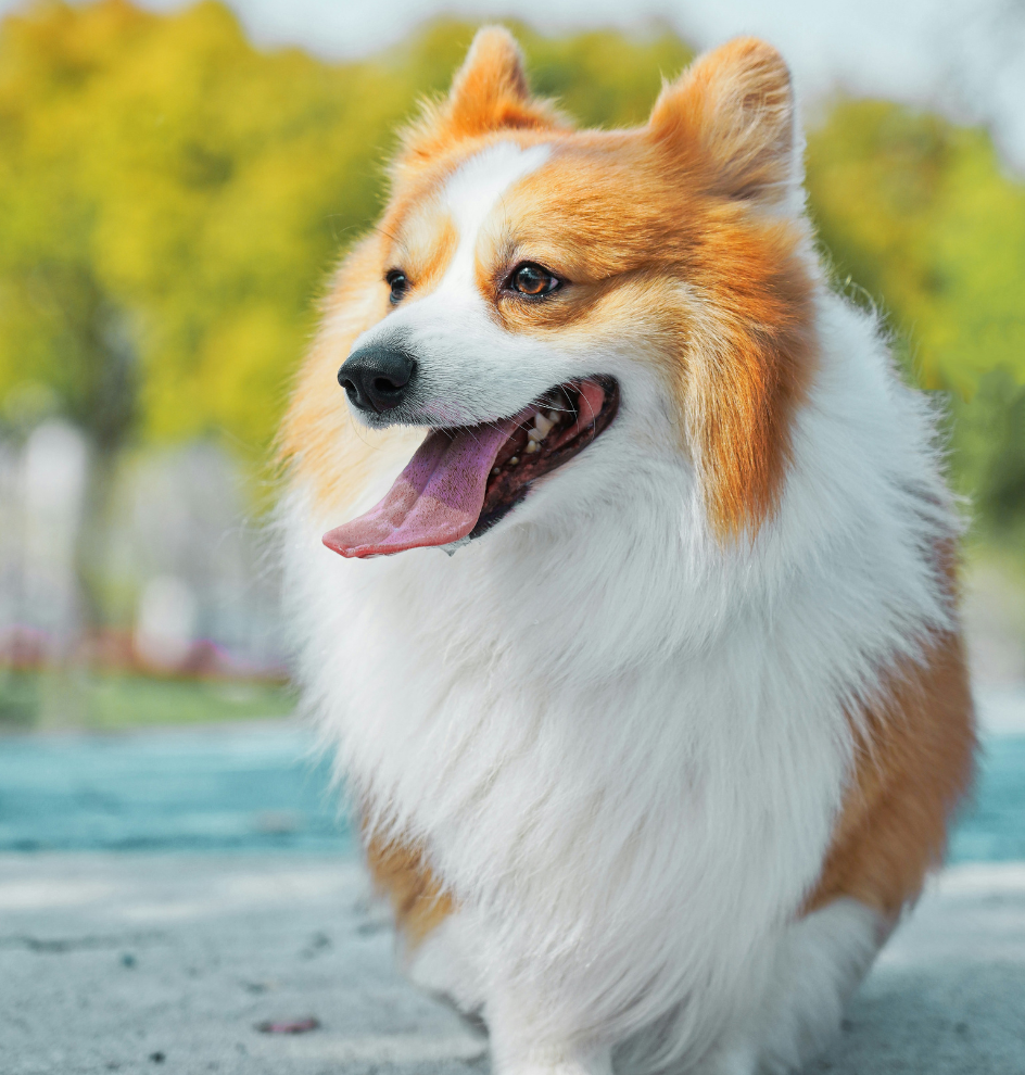 corgi