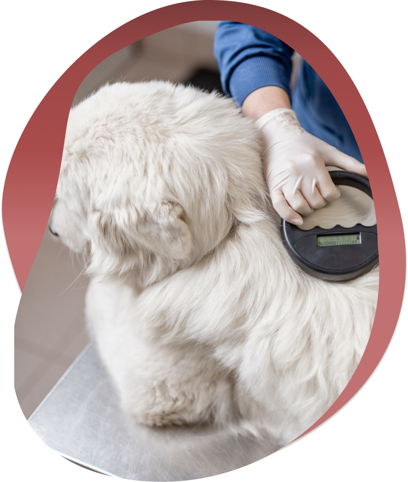 microchip-dog