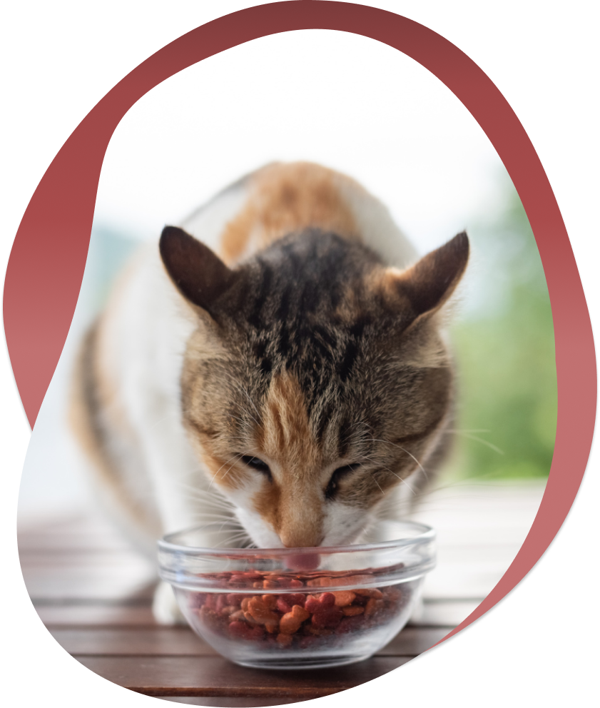nutrition