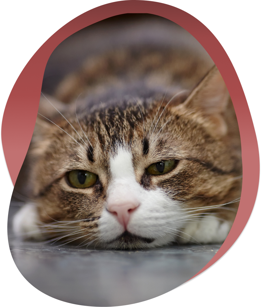 pain-cat