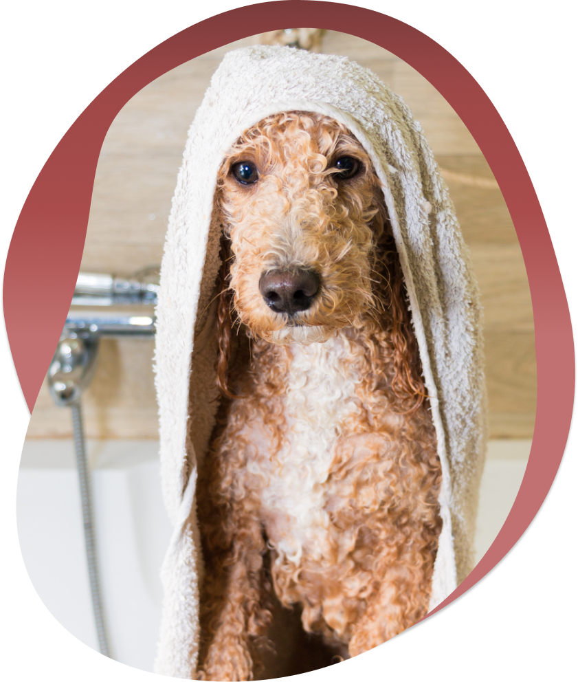 paw-spa