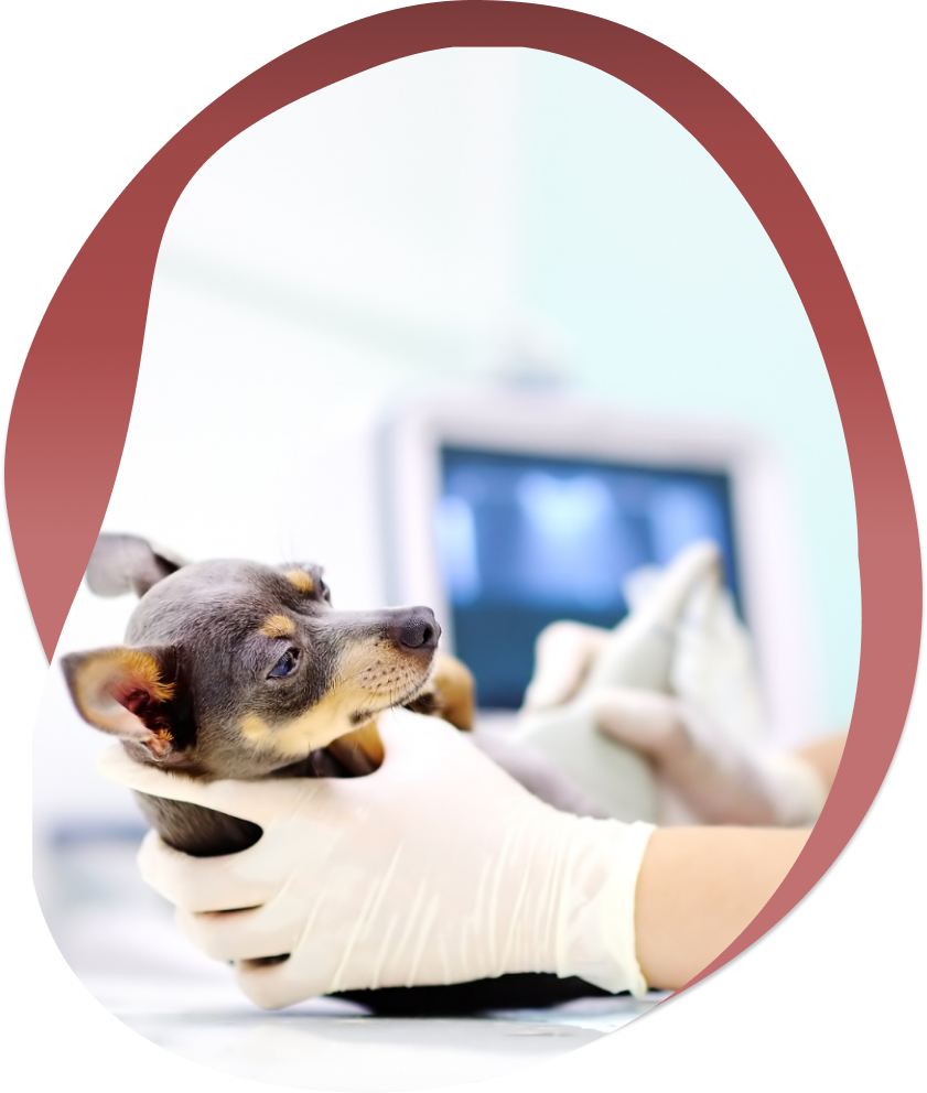 ultrasound-vet
